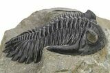 Hollardops Trilobite Fossil - Detailed Eye Preservation #275225-1